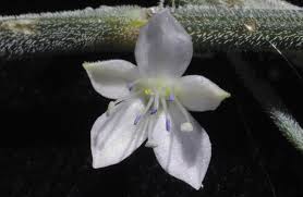 Image result for Oxygonum dregeanum