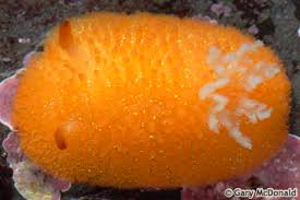 Image result for Kotschya ochreata