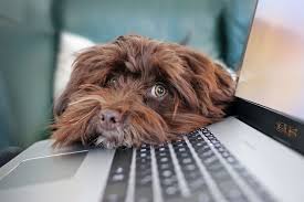 Kuta bajnok teljes flm magyarul. Kutyat A Home Office Alatt Ervek Es Ellenervek B Cool Magazin