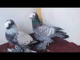 pigeon panosundaki pin