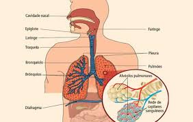 Resultado de imagen de sistema respiratorio