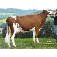 Anunțuri actuale privind vânzarea de terenuri în chișinău și moldova. Vaci De Lapte De Vanzare Dolj