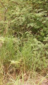 Image result for Eragrostis moggii