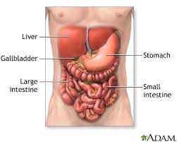 This diagram with labels depicts and explains the details of position of liver in body. Alcoholic Liver Disease Medlineplus Medical Encyclopedia