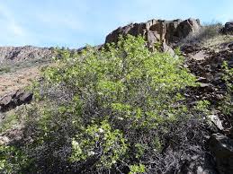 Image result for Leiothylax drummondii