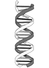 Structure Of Life Dna Drawing Easy Drawings Double Helix