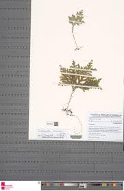 Image result for Selaginella versicolor