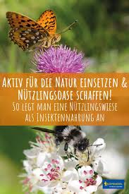 Nutzlingswiesen Sind Wunderschon Und Wunderbar Fur Einheimische Insekten Wiese Garten Insekten