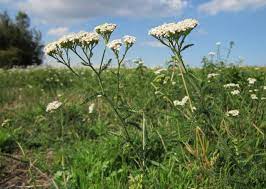 Yarrow The Healing Herb Of Achilles