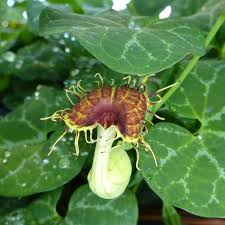 Image result for Aristolochia heppii