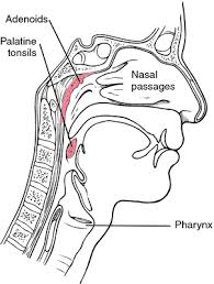 Image result for tonsilla palatina