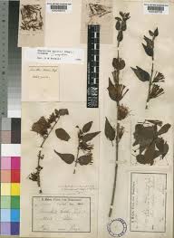 Image result for Englerina