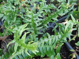 Image result for sleziník Asplenium