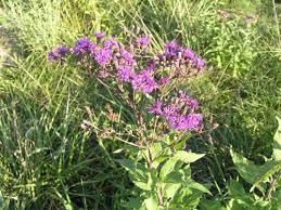 A garden planted with missouri native plants is a sustainable landscape which will become easier to care for as it matures and save you money on water, fertilizer, pesticides and labor. Missouri Ironweed