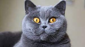 Clearly, this kitten is easily recognized for the round head and the folded ears elevate that fantasy of roundness. 5 Things To Know About British Shorthairs