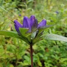 Image result for Gentianaceae
