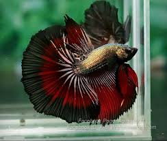 Item Fwbettashm1449952368 B L A C K G O L D D E V I L 9 2 1 7 Ends Sat Dec 12 2015 02 32 48 Pm Betta Fish Betta Aquarium Tropical Freshwater Fish