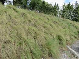 Image result for Eragrostis curvula