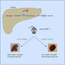 An interesting thing to note is that a lot of plant cells have a cell wall, which is much thicker and sits right outside of the cell membrane. G6pc Mrna Therapy Positively Regulates Fasting Blood Glucose And Decreases Liver Abnormalities In A Mouse Model Of Glycogen Storage Disease 1a Molecular Therapy
