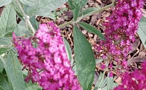 Image result for Komule střídavolisté