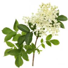 Amongst many benefits and uses, we will see few of them as follows: Elderflowers Class Cosmetics And Soap Making