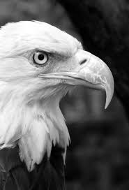 Bald eagle is part of the animals & birds wallpapers collection. Iphone White Eagle Wallpaper Alternative Wallpapers For Apple Iphones