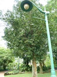 Image result for Nageia nagi