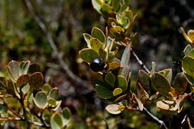 Image result for Osyris compressa