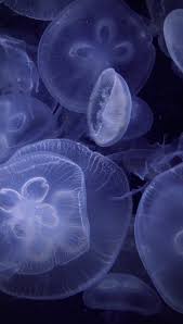 Jellyfish Mobile Wallpaper Jellyfish Phone Wallpaper Wallpaper Wallpaper Mobile Wallpaper Animal Wallpaper