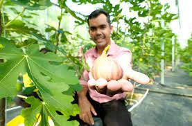 How to care for ficus carica violette. Teacher Turns Love For Figs Into Business