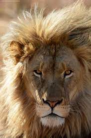 Smithsonian Channel On Twitter Scary Lion Cute Lion Animals Beautiful