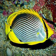 Image result for Ranalisma