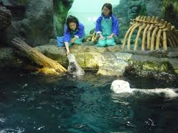 ラッコ（海獺、enhydra lutris）は、食肉目 イタチ科ラッコ属に分類される哺乳類 11。現生種では本種のみでラッコ属を構成する 4。 北アメリカ大陸から千島列島の沿岸にかけて棲息。 毛皮を採取するため乱獲され、日本では20世紀初頭にいったん絶滅した。 æµ·éŠé¤¨ ã‚¿ãƒ†ãƒ¡ã‚ªãƒ¤ã‚¸ã®ç„¡é‰„ç ²ãƒ—ãƒæŠ•è³‡å®¶æ—¥è¨˜