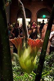 Is the merriwick flower real. Amorphophallus Titanum Wikipedia