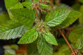 Image result for Melochia melissifolia