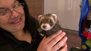 Live baby ferret mailed in cardboard box in Colorado