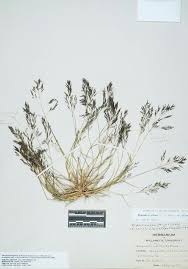 Image result for Eragrostis pilosa