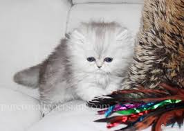 Click the small x to the right of a group's name and shelter # to report an error. Gorgeous Shaded Silver Persian Kittens For Sale In Medina Ohio Classified Americanlisted Com