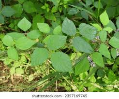 Image result for Amphicarpaea