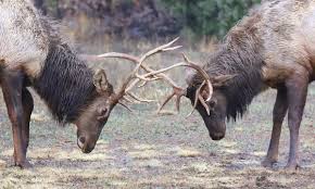 Elk And Deer Antler Growth Should Be Good This Year News