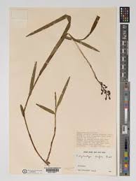 Image result for Polystachya bifida