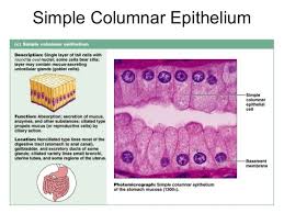 Epithelium Cellstissues Histology 10 638 Jpg 638 479 Pixels Medical Laboratory Science Emt Study Human Anatomy And Physiology