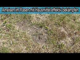 Diese ameisen sind eine große bereicherung für jeden garten und sollten deswegen keinesfalls als schädlinge betrachtet werden. Ameisen Im Rasen Mit Hausmittel Wirksam Bekampfen Ameisen Zerstoren Den Rasen Hilfe Youtube