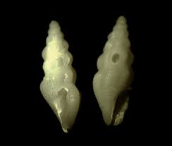 Image result for Schinziella