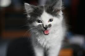 Both children and adults can benefit from popular techniques like regular physical exercise, meditation, yoga and essential oils. My Kitten S Teeth Are Falling Out Help Paws And Effect