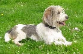 Petit Basset Griffon Vendeen Dog Breed Information And Pictures