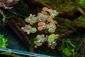Image result for Phyllanthus retinervis
