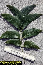 Image result for Swietenia