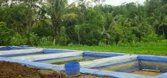 Tips Pelihara Ikan Gurame Di Kolam Terpal Prassterpal Com