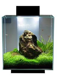 Pin On Aquascapes